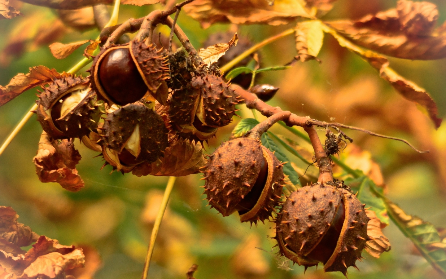 Chestnuts for 1440 x 900 widescreen resolution