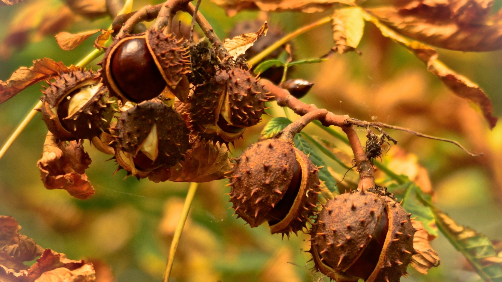 Chestnuts for 1680 x 945 HDTV resolution