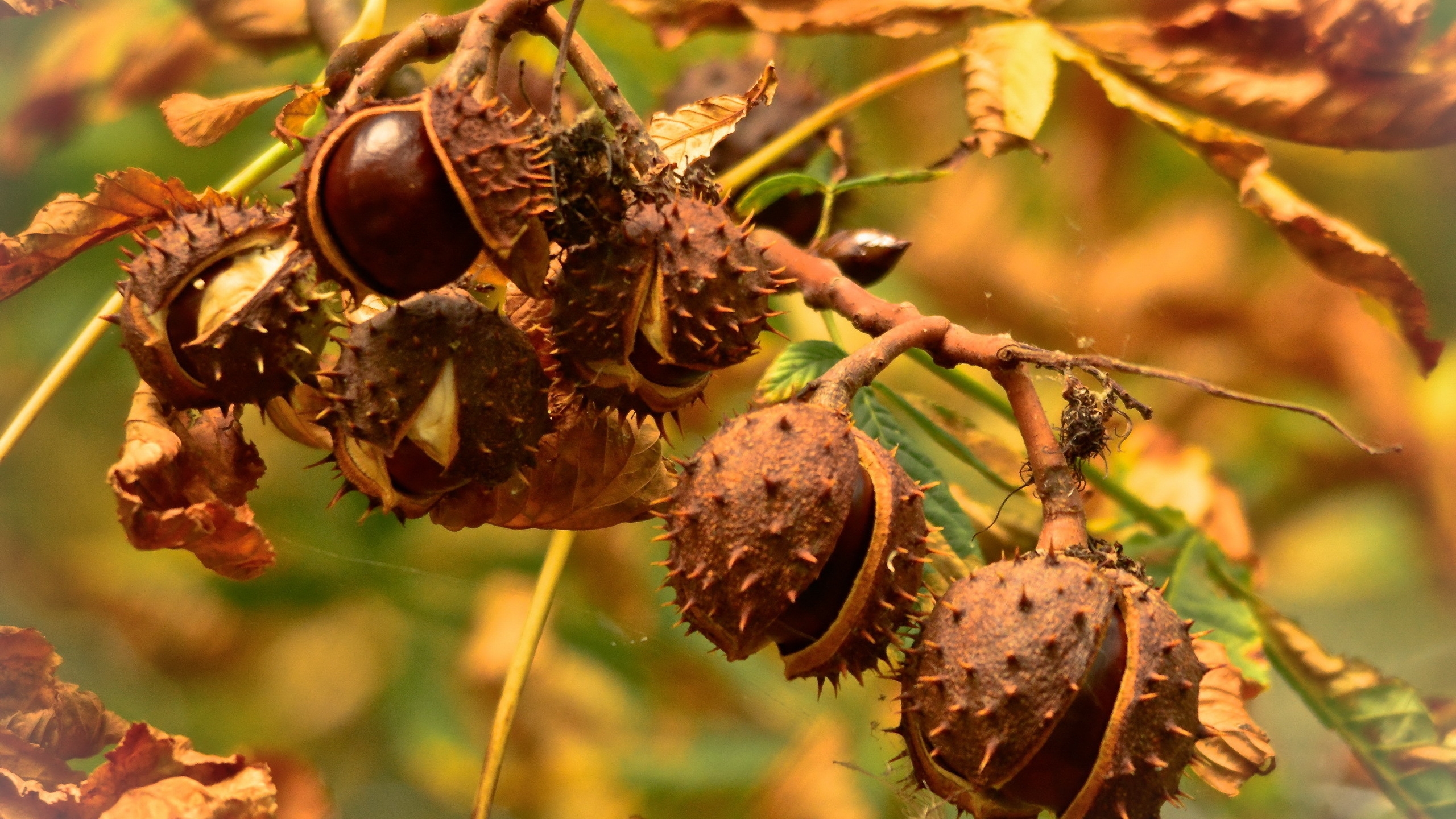 Chestnuts for 2560x1440 HDTV resolution