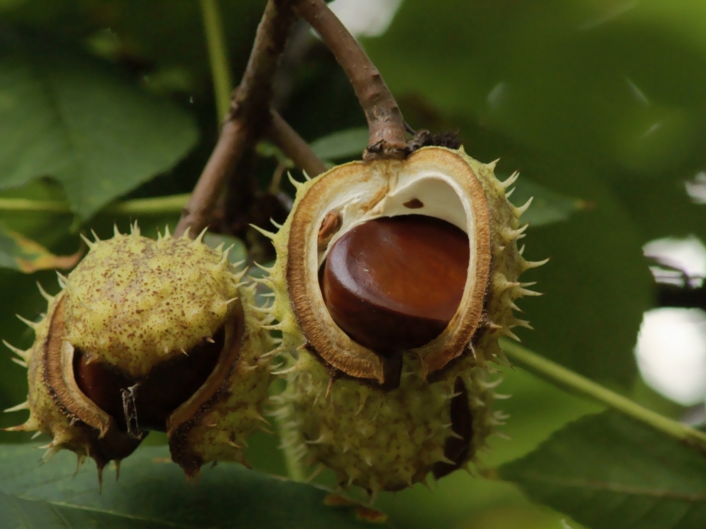 Chestnuts on Tree Branch for 1024 x 768 resolution
