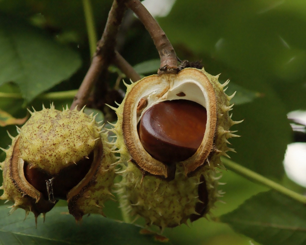 Chestnuts on Tree Branch for 1280 x 1024 resolution