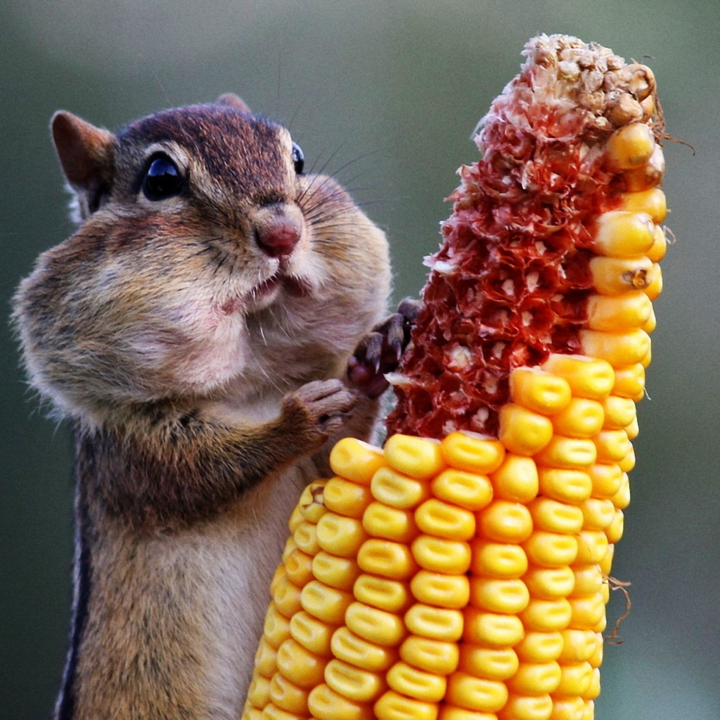 Chipmunk Eating Corn for 1024 x 1024 iPad resolution
