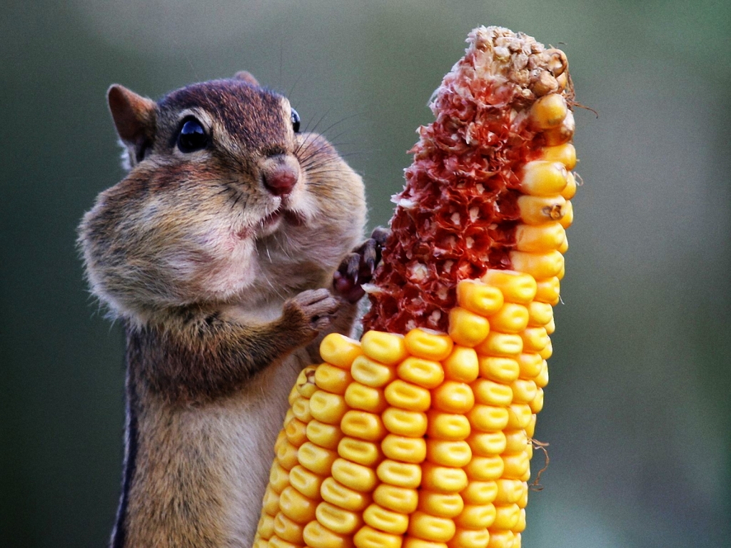 Chipmunk Eating Corn for 1024 x 768 resolution