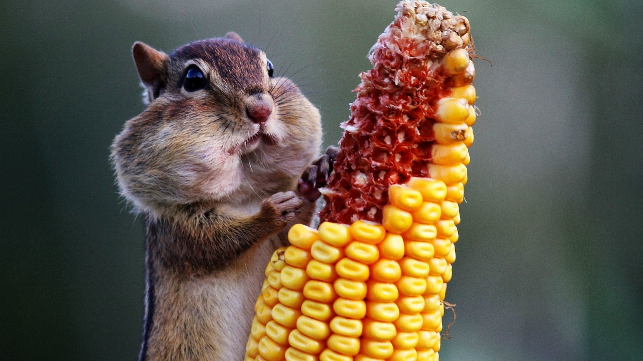 Chipmunk Eating Corn for 1280 x 720 HDTV 720p resolution
