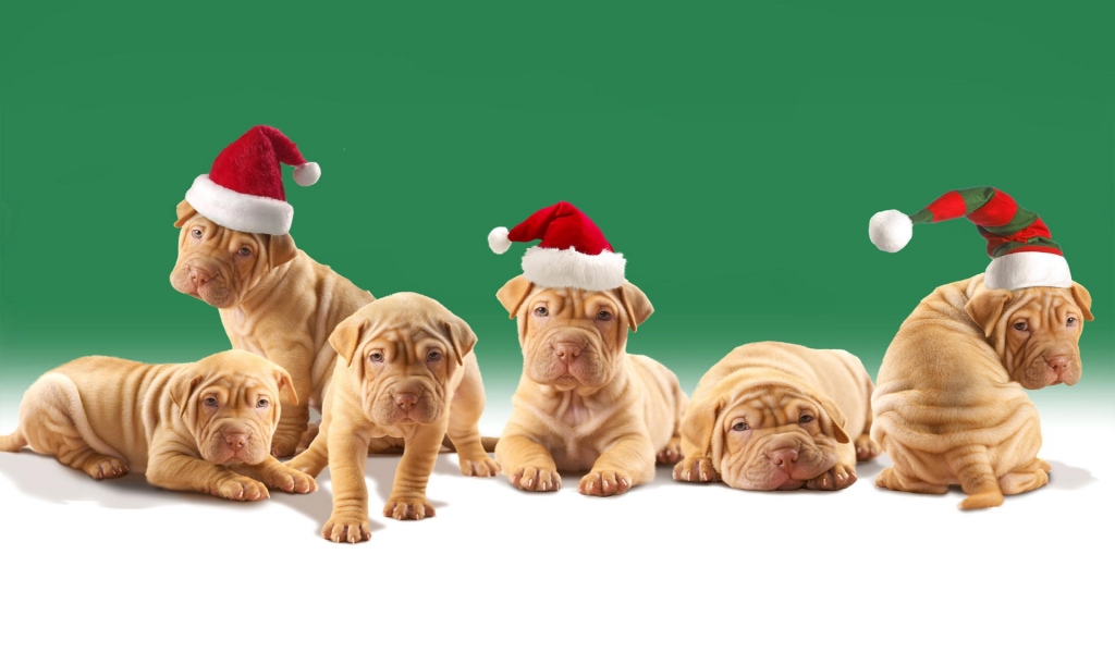 Christmas Puppies for 1024 x 600 widescreen resolution