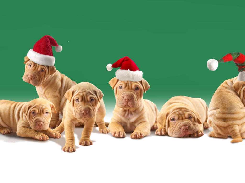 Christmas Puppies for 1024 x 768 resolution