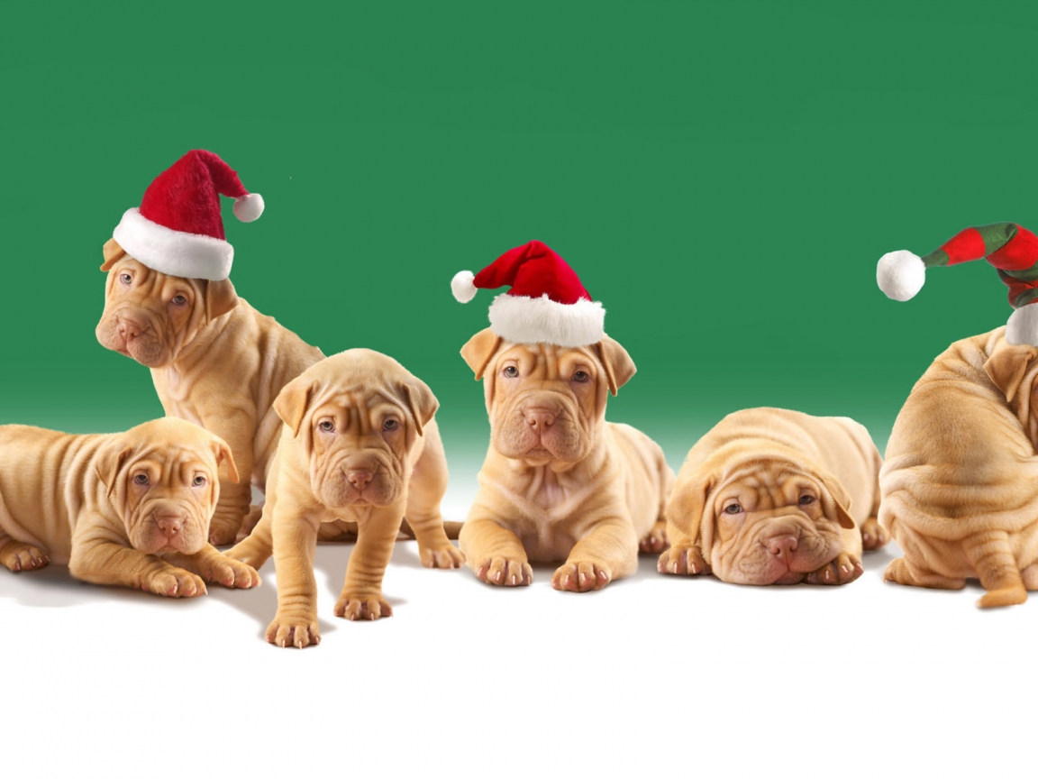 Christmas Puppies for 1152 x 864 resolution