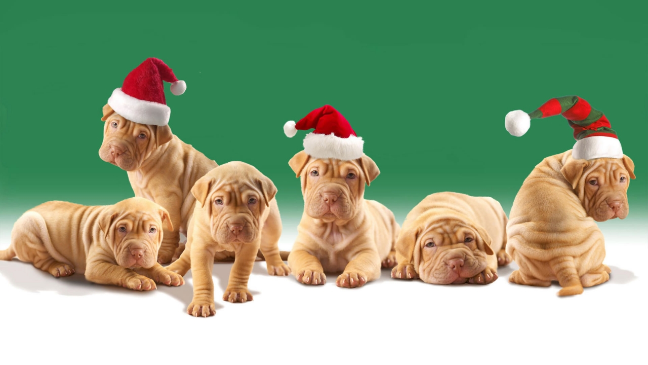 Christmas Puppies for 1280 x 720 HDTV 720p resolution