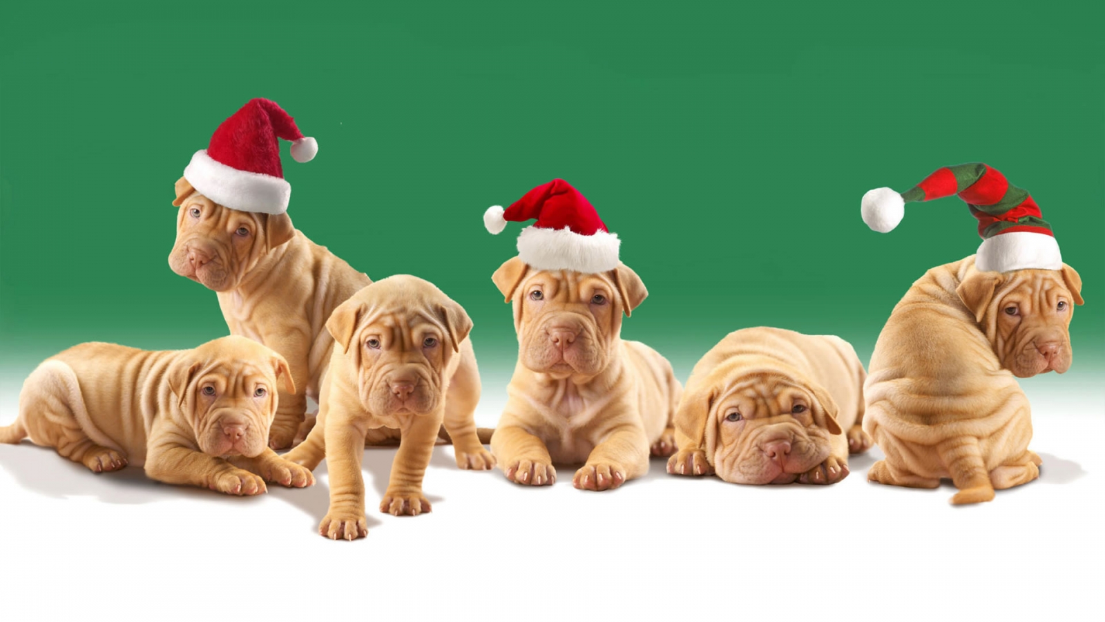 Christmas Puppies for 1600 x 900 HDTV resolution