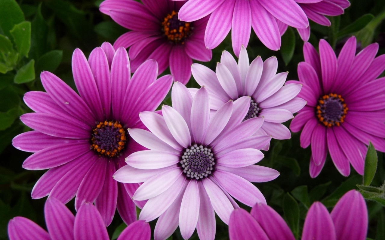 Chrysanthemums for 1280 x 800 widescreen resolution