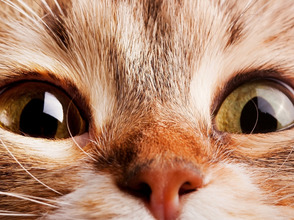 Close Up Cat for 1024 x 768 resolution