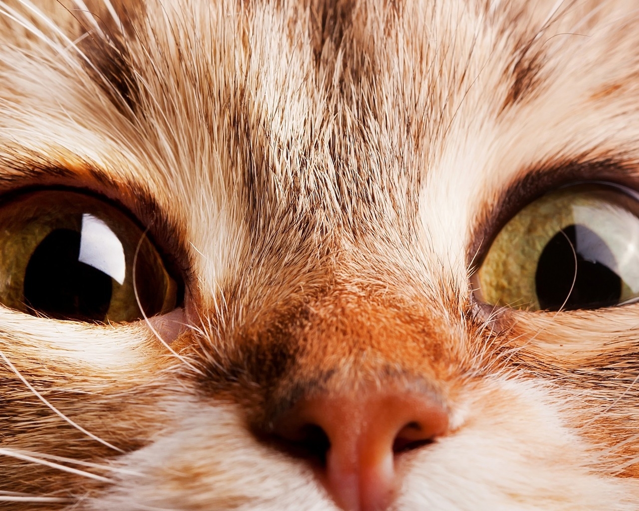 Close Up Cat for 1280 x 1024 resolution