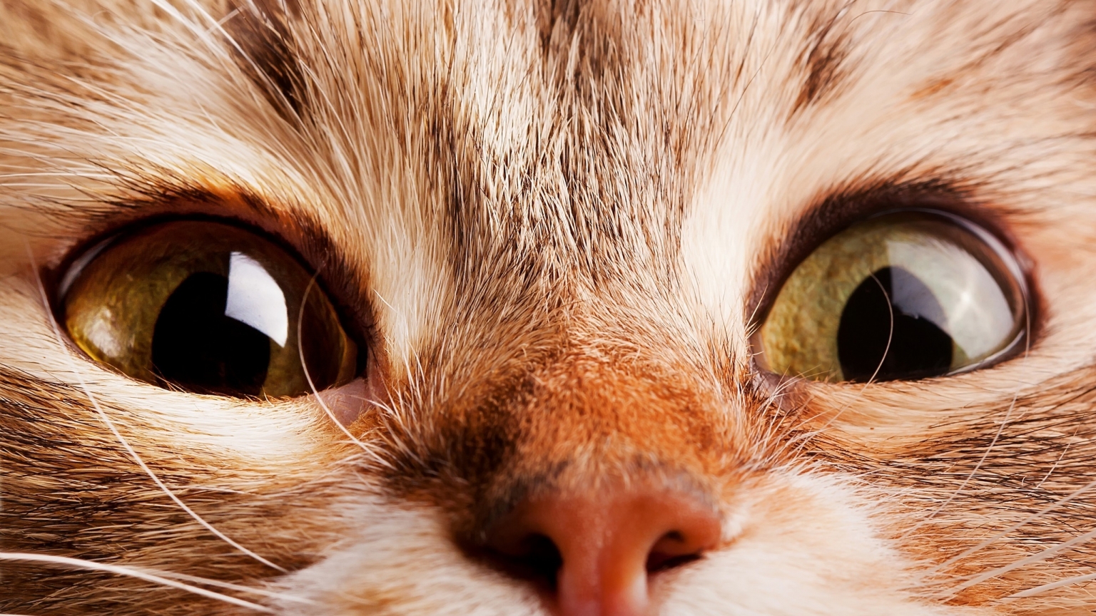 Close Up Cat for 1536 x 864 HDTV resolution