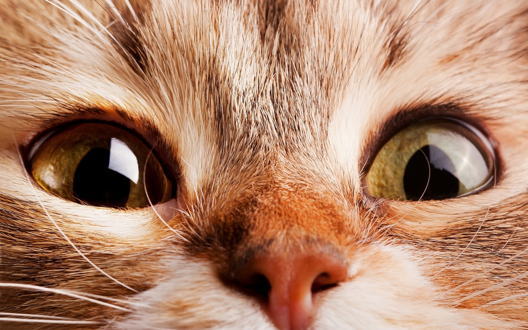 Close Up Cat for 1680 x 1050 widescreen resolution