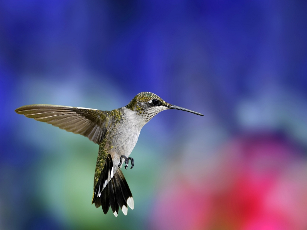 Colibri Bird for 1024 x 768 resolution