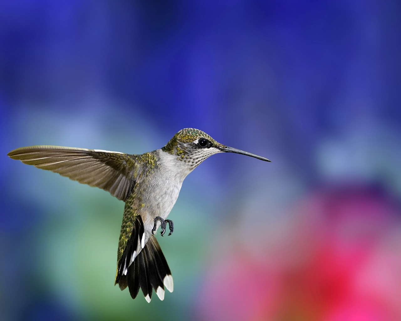 Colibri Bird for 1280 x 1024 resolution