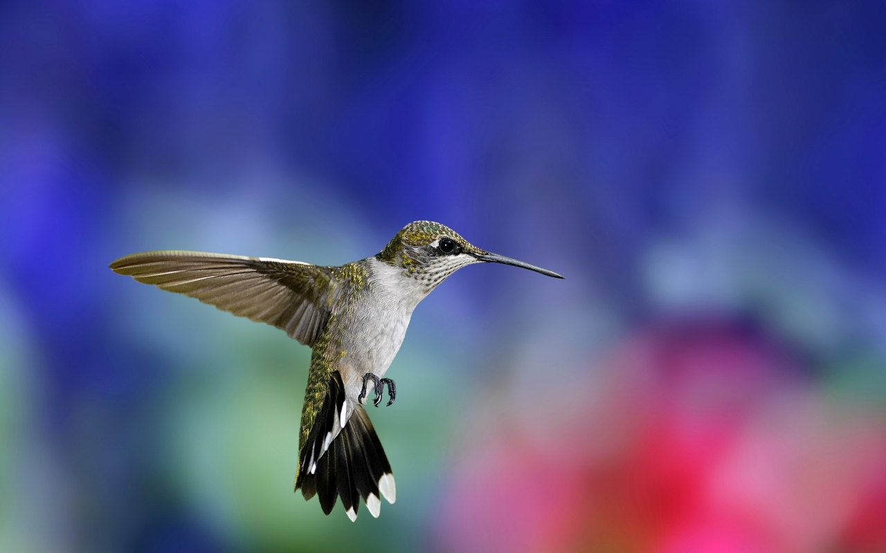 Colibri Bird for 1280 x 800 widescreen resolution