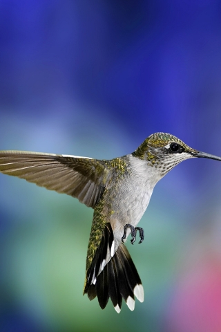 Colibri Bird for 320 x 480 iPhone resolution