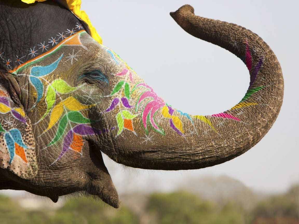Colored Elephant for 1152 x 864 resolution