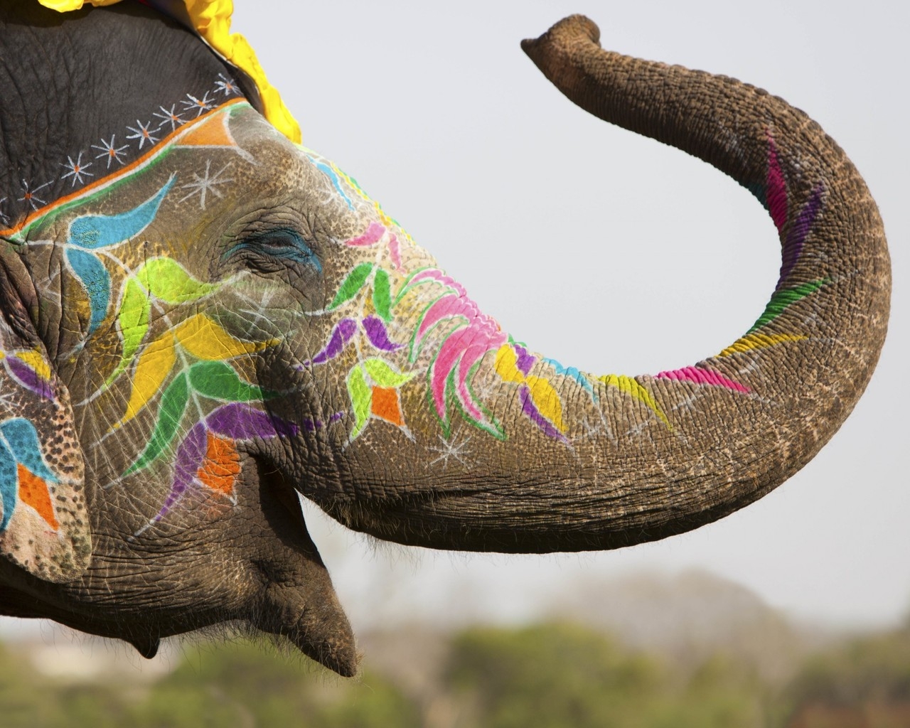 Colored Elephant for 1280 x 1024 resolution