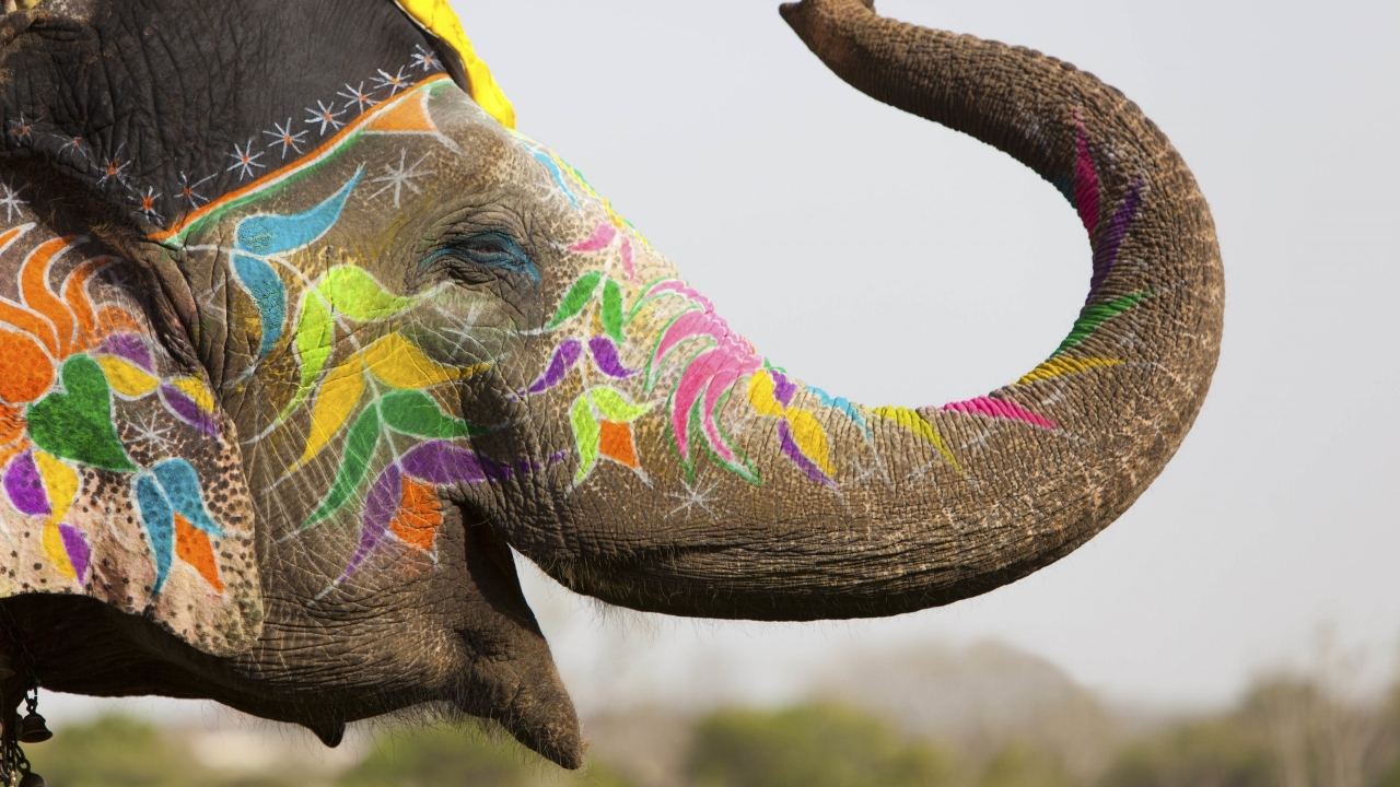 Colored Elephant for 1280 x 720 HDTV 720p resolution