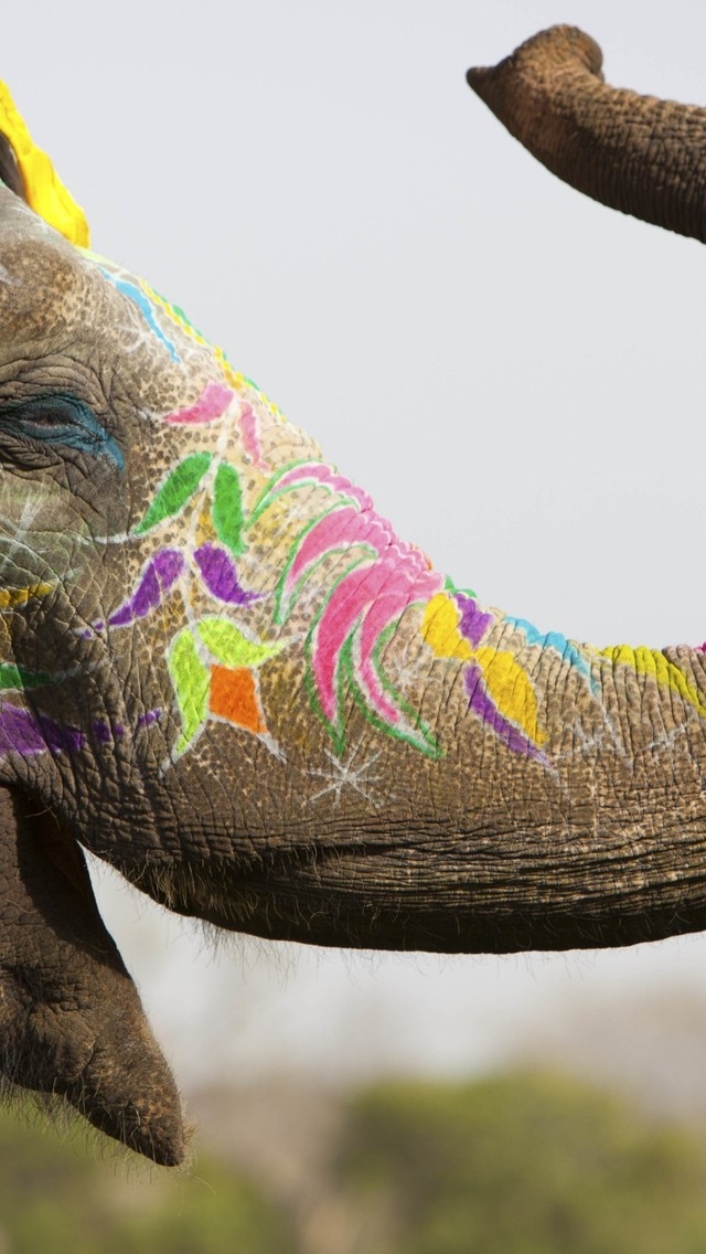 Colored Elephant for 640 x 1136 iPhone 5 resolution