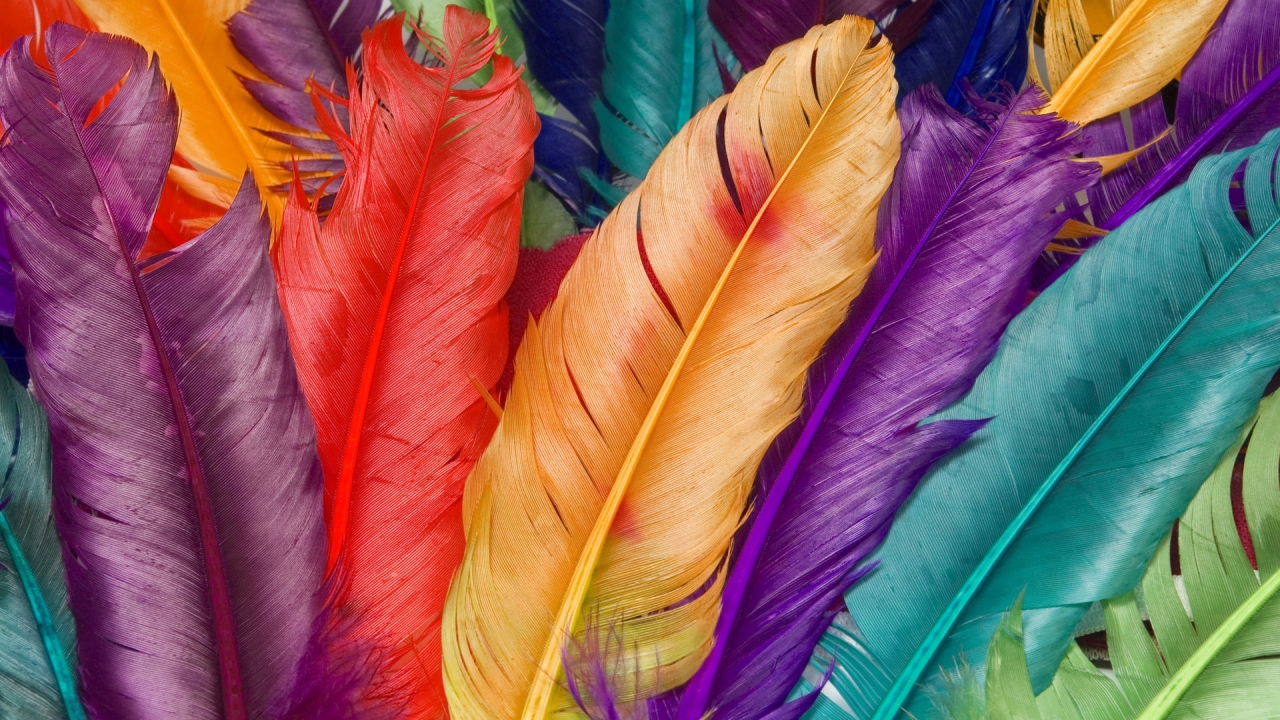 Colored Feathers for 1280 x 720 HDTV 720p resolution