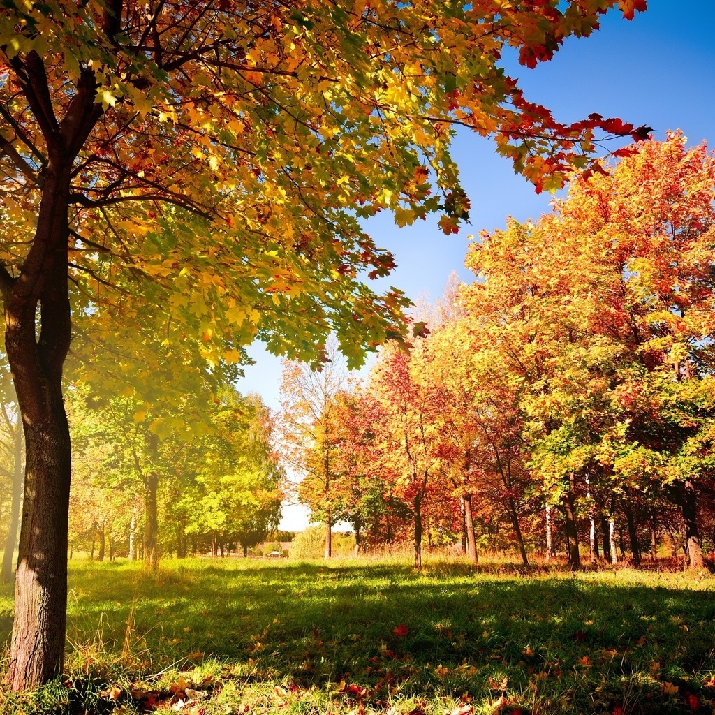 Colorful Autumn Landscape for 1024 x 1024 iPad resolution