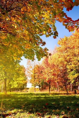 Colorful Autumn Landscape for 320 x 480 iPhone resolution