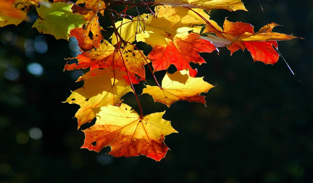 Colorful autumn leaves for 1024 x 600 widescreen resolution