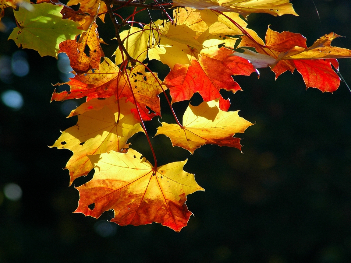 Colorful autumn leaves for 1152 x 864 resolution