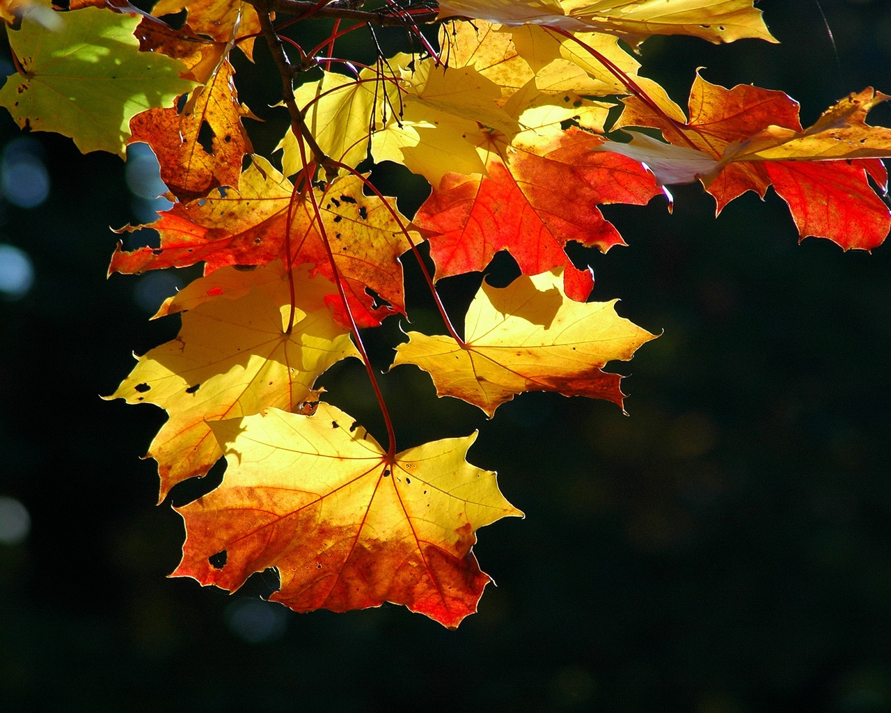Colorful autumn leaves for 1280 x 1024 resolution