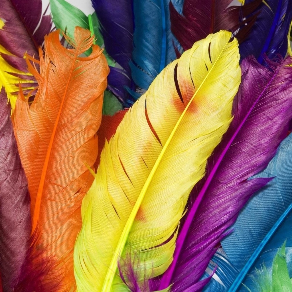 Colorful Feathers for 1024 x 1024 iPad resolution