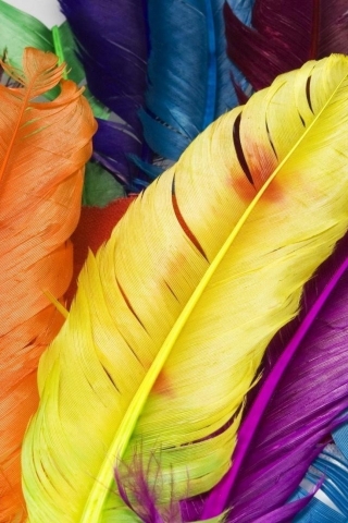 Colorful Feathers for 320 x 480 iPhone resolution