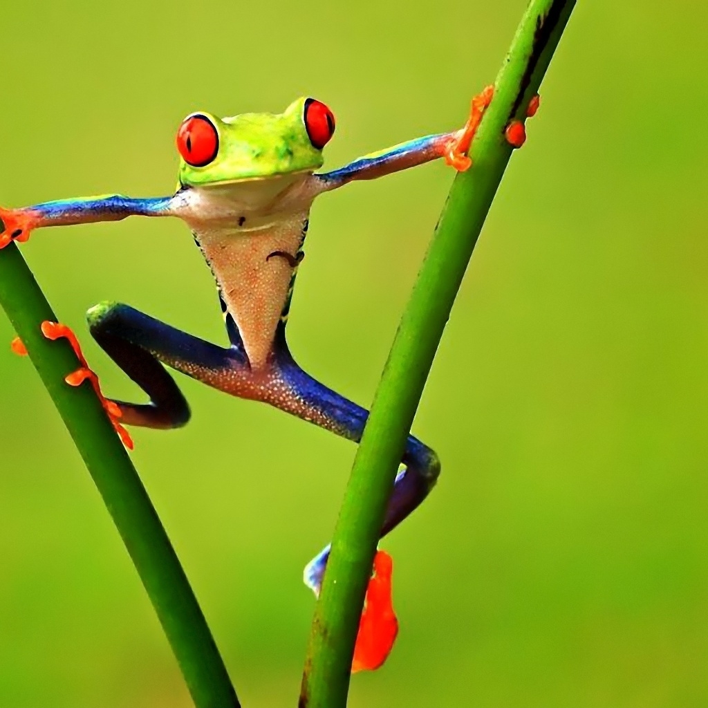 Colorful Frog for 1024 x 1024 iPad resolution