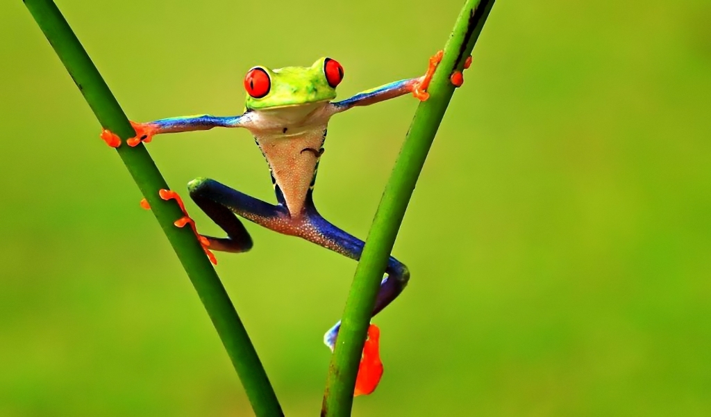 Colorful Frog for 1024 x 600 widescreen resolution
