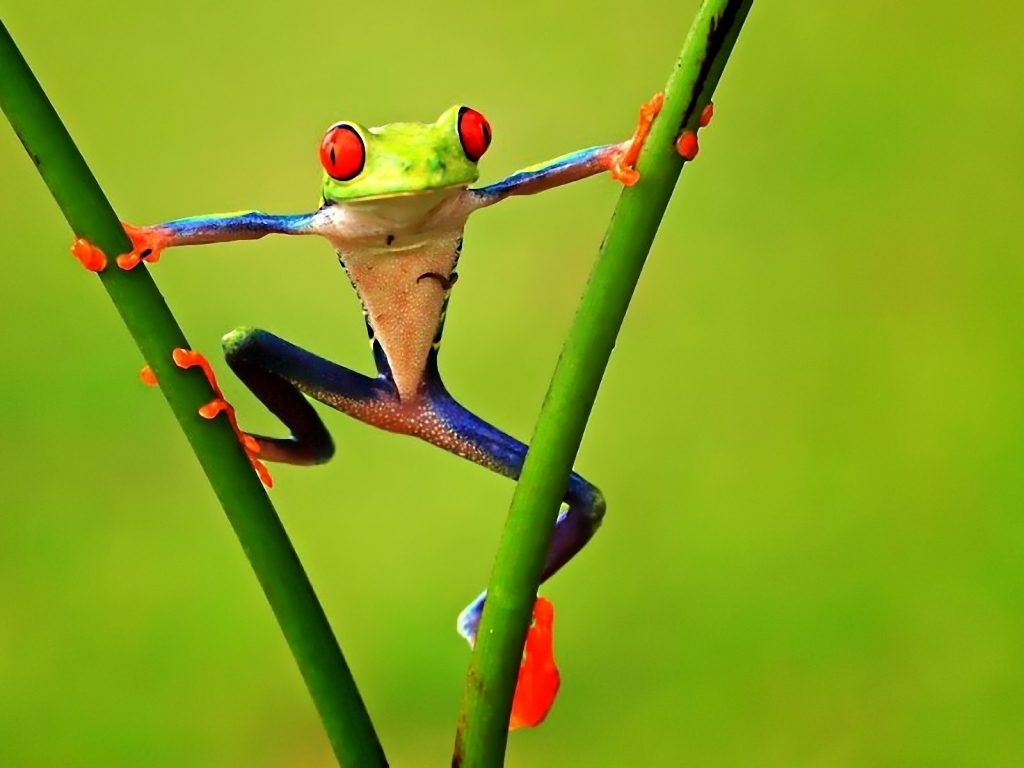 Colorful Frog for 1024 x 768 resolution