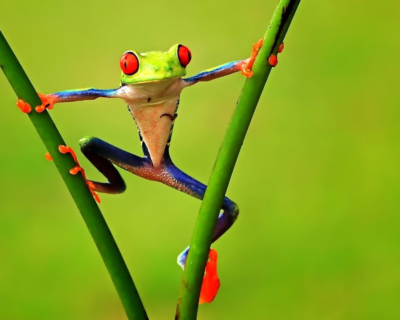 Colorful Frog for 1280 x 1024 resolution