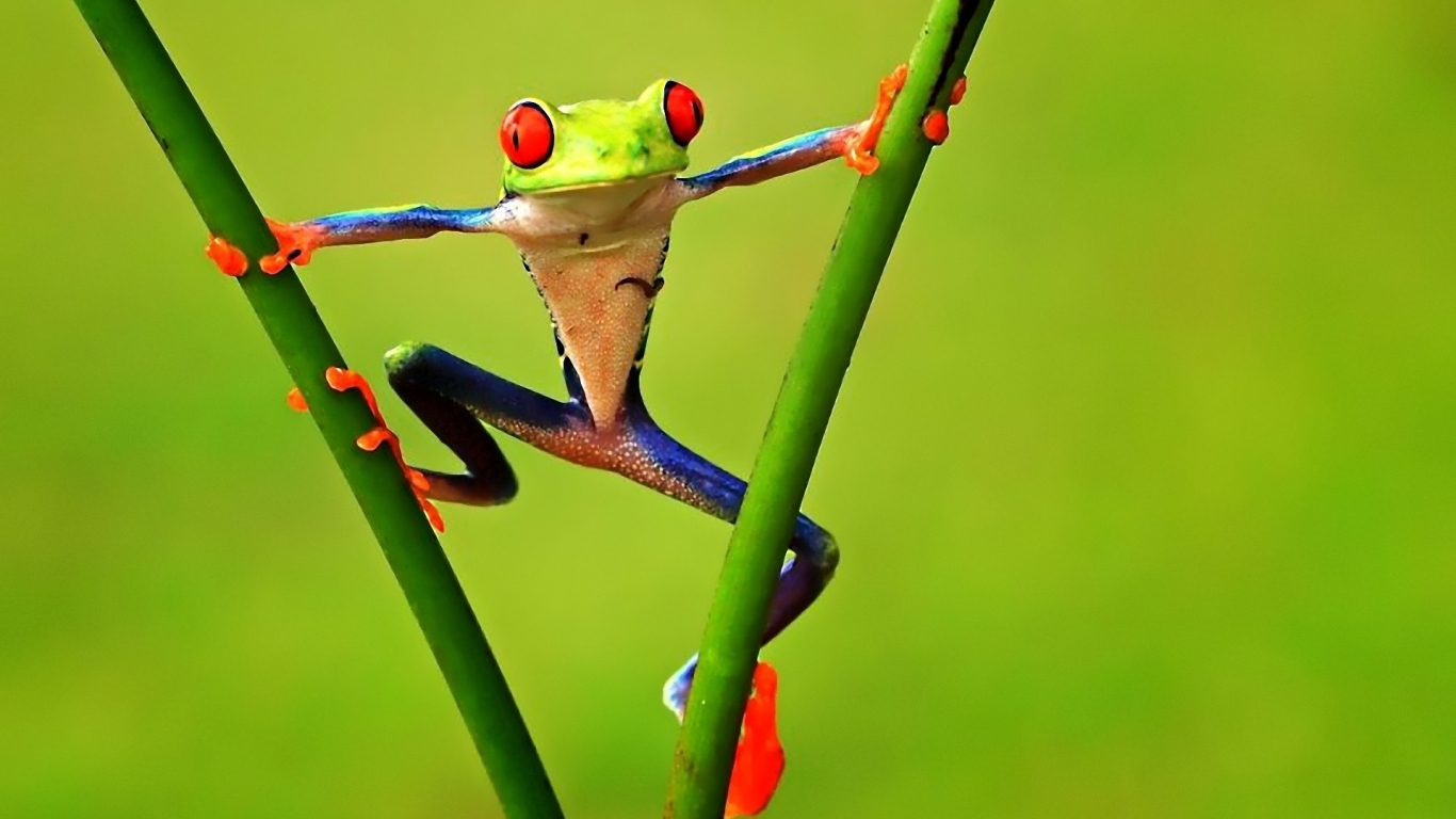 Colorful Frog for 1366 x 768 HDTV resolution