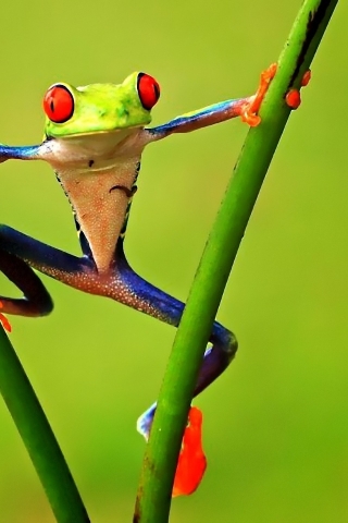 Colorful Frog for 320 x 480 iPhone resolution