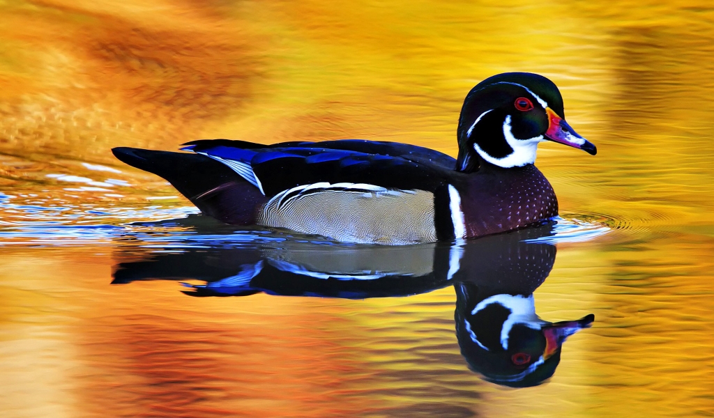 Colorful Wild Duck for 1024 x 600 widescreen resolution