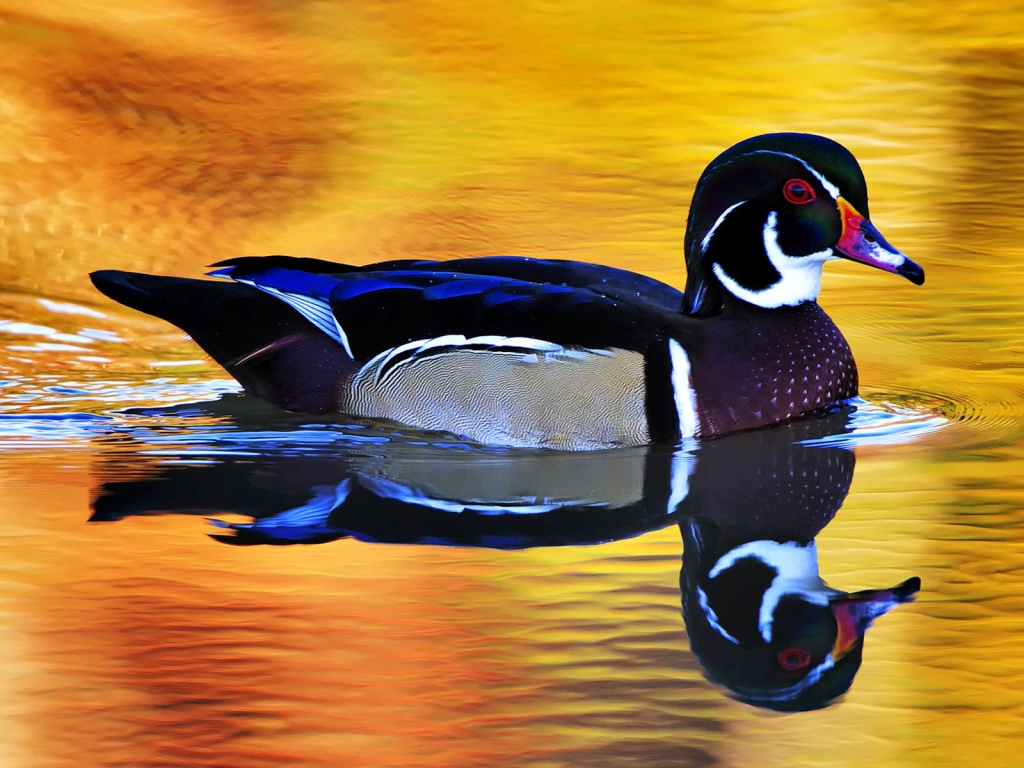 Colorful Wild Duck for 1024 x 768 resolution