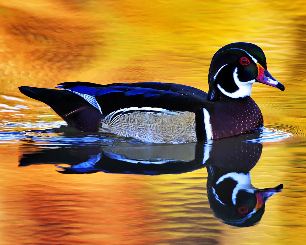 Colorful Wild Duck for 1280 x 1024 resolution
