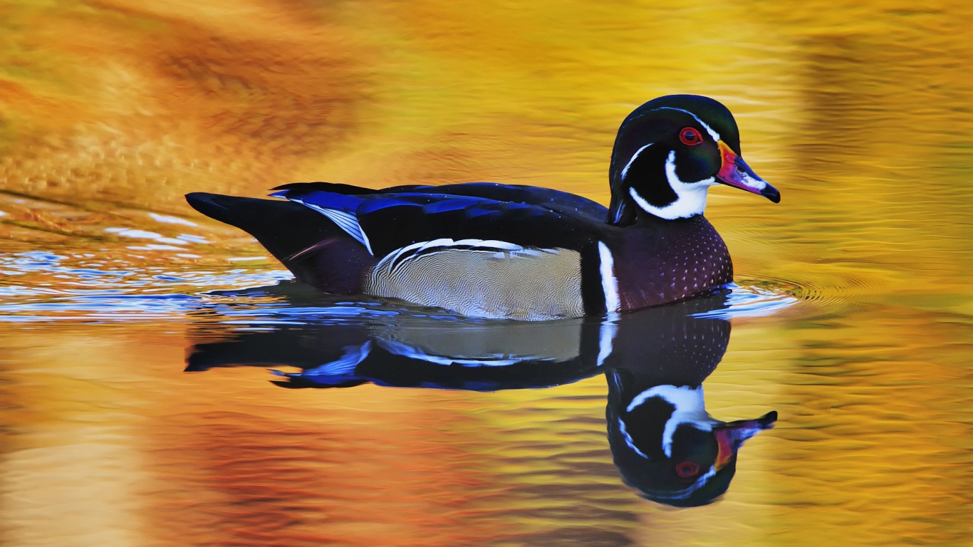 Colorful Wild Duck for 1366 x 768 HDTV resolution