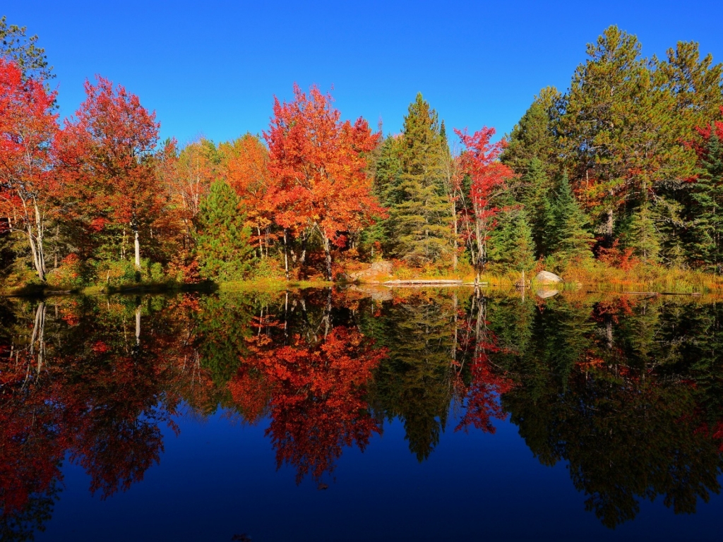 Colourful Forest Reflection for 1024 x 768 resolution