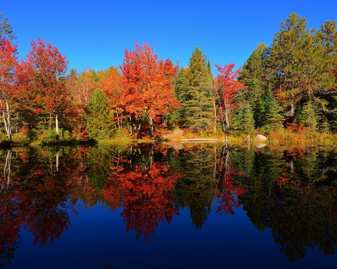 Colourful Forest Reflection for 1280 x 1024 resolution