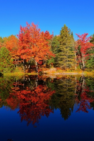 Colourful Forest Reflection for 320 x 480 iPhone resolution