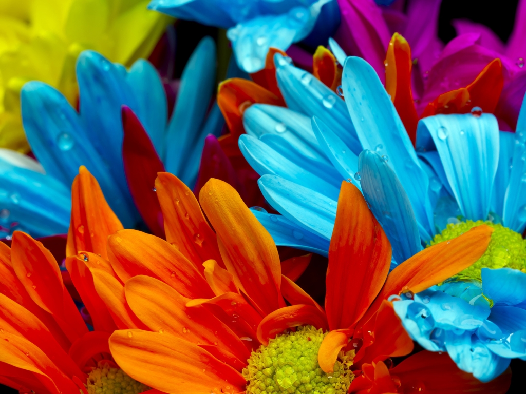 Colourful Gerbera Flowers for 1024 x 768 resolution