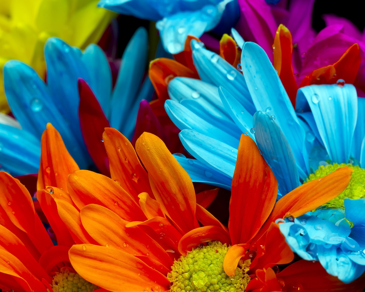 Colourful Gerbera Flowers for 1280 x 1024 resolution