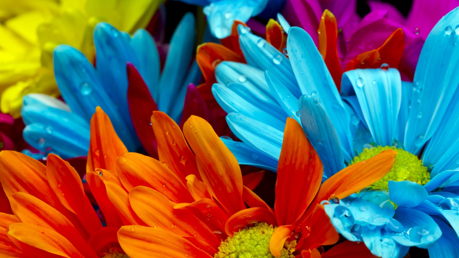 Colourful Gerbera Flowers for 1536 x 864 HDTV resolution